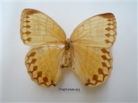 藏品(箭環蝶)的圖片